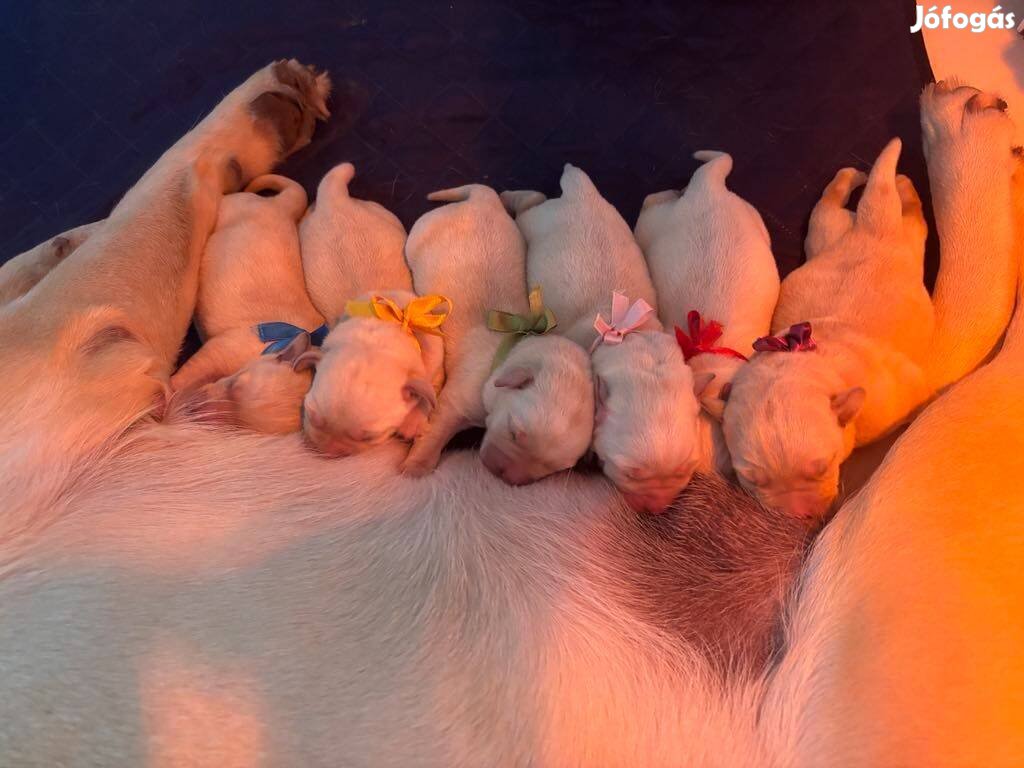 Minőségi labrador kiskutyák