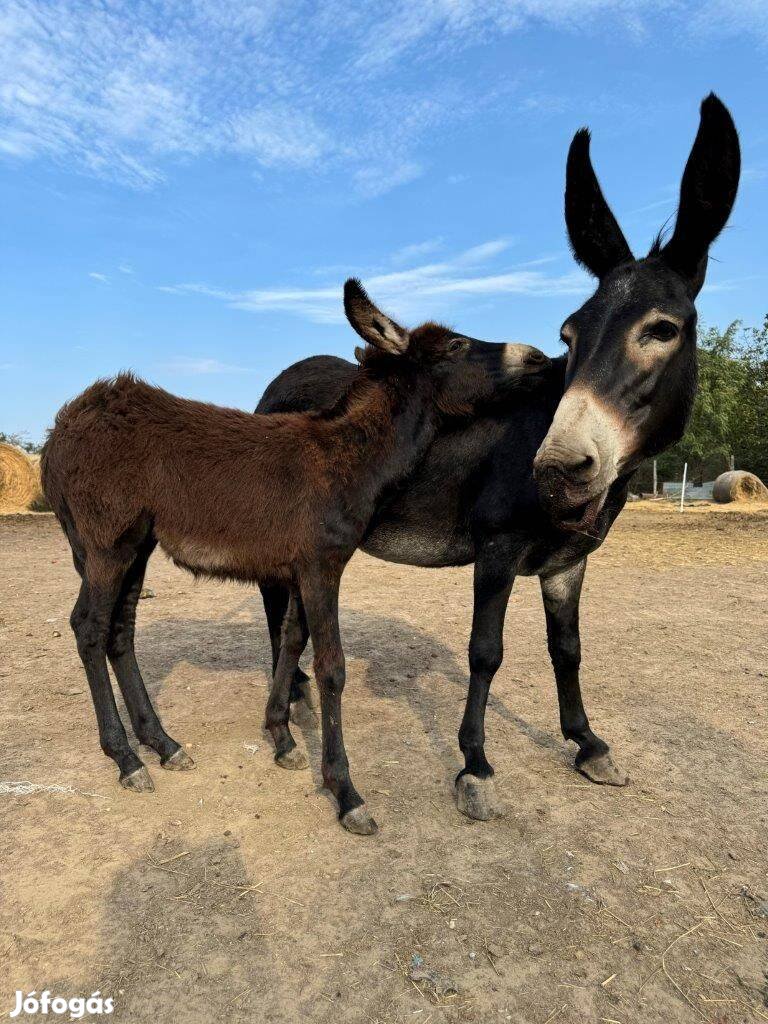 Minőségi magyar őshonos szamár csődőr csikó ea. támogatásba vehetők!