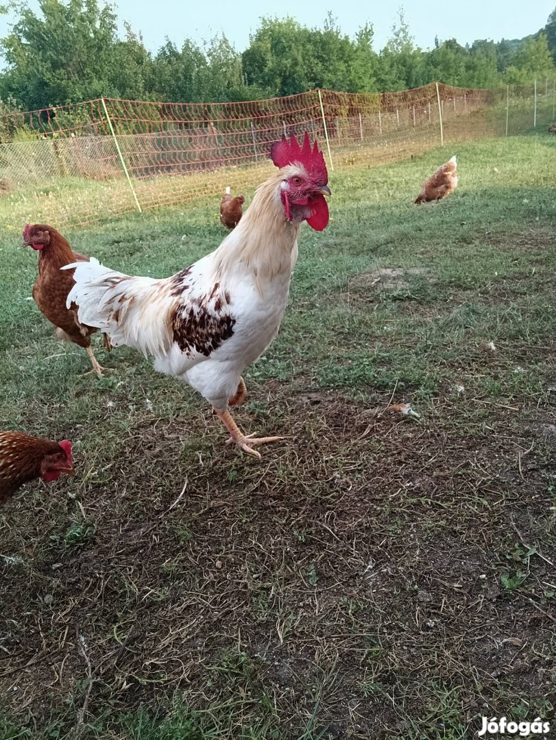 Minőségi tojás termelőtől eladó