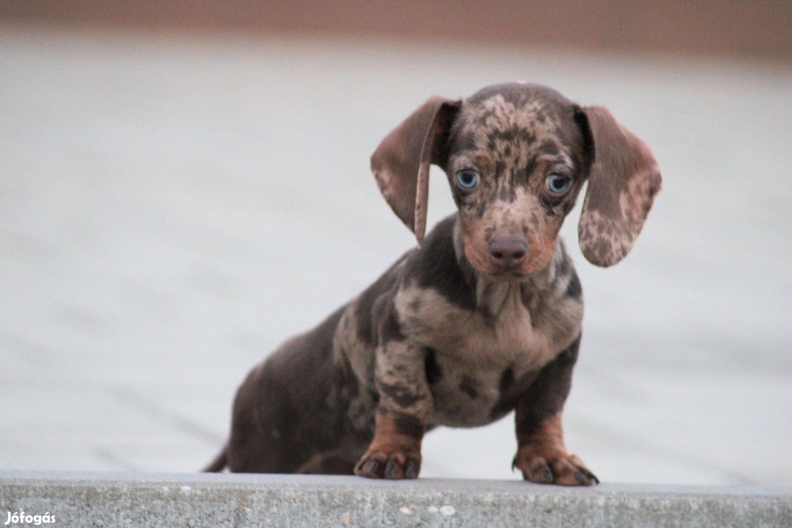 Minőségi törzskönyvezett tacskó kan kiskutya!