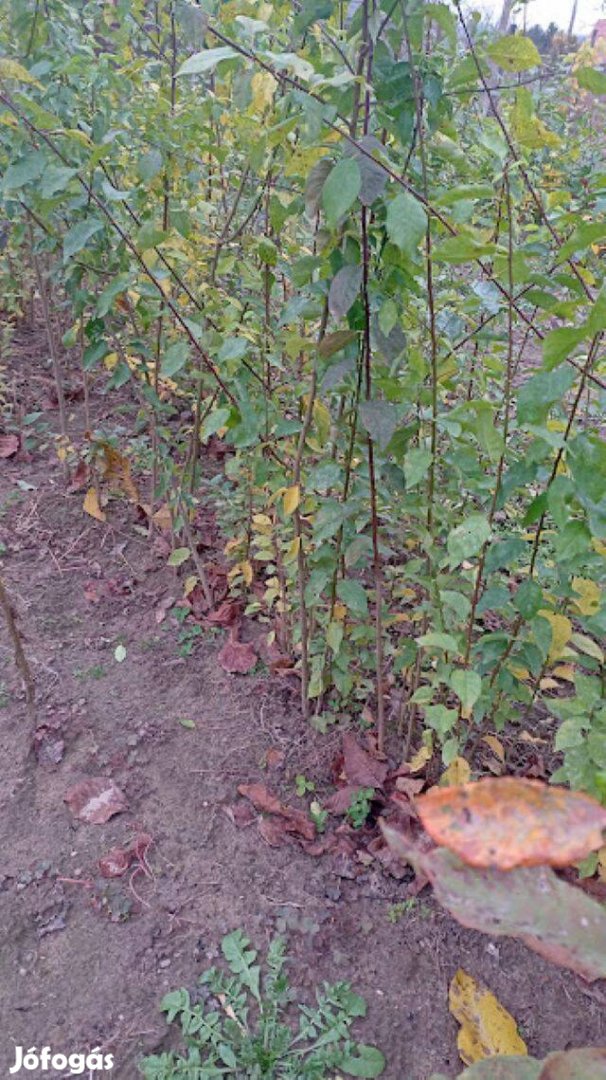 Mirabolán vadszilvacsemete eladó