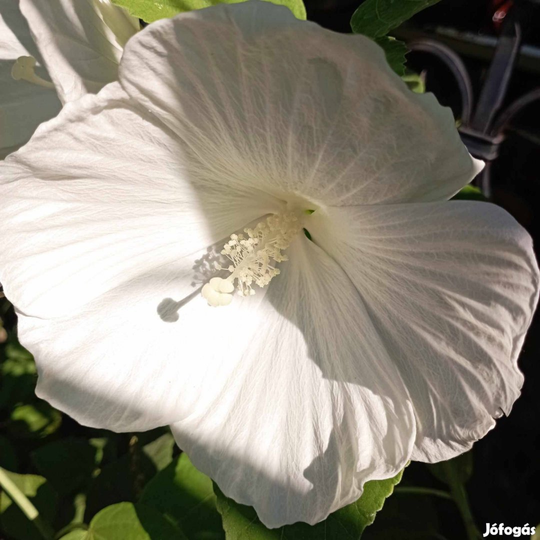 Mocsári hibiszkusz 12!! Szín Házhoz, Csomagban is!! (fólia, varjúháj)