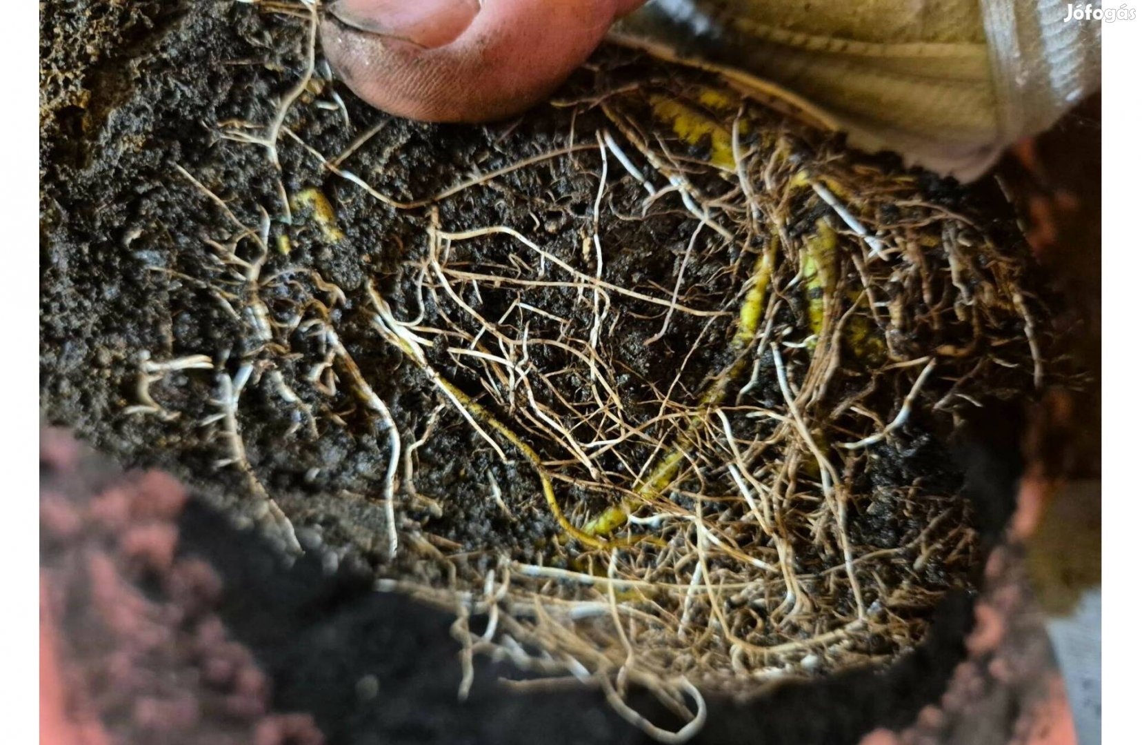 Mocsári hibiszkusz 1 éves Tavalyi Áron jolokia, skorpió,