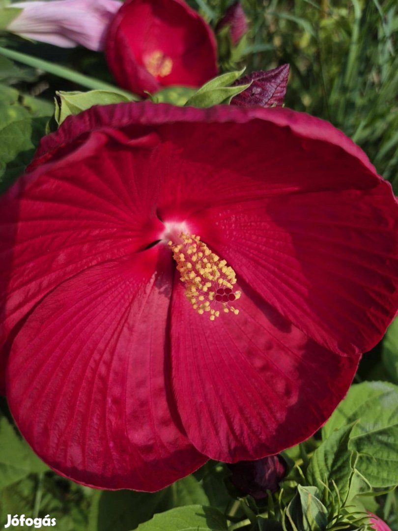 Mocsári hibiszkusz cayenne, chili, Különlegességek, Új