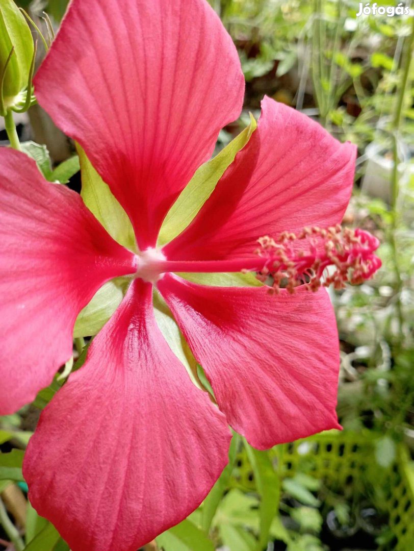 Mocsári hibiszkusz jalapeno, habanero, jolokia,carolina