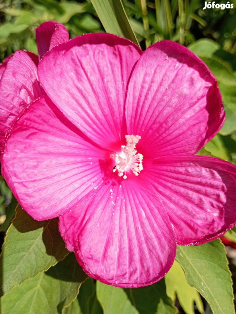 Mocsári hibiszkusz ezévi palánta 12 Színben!! Házhoz!! (szeder,fólia)