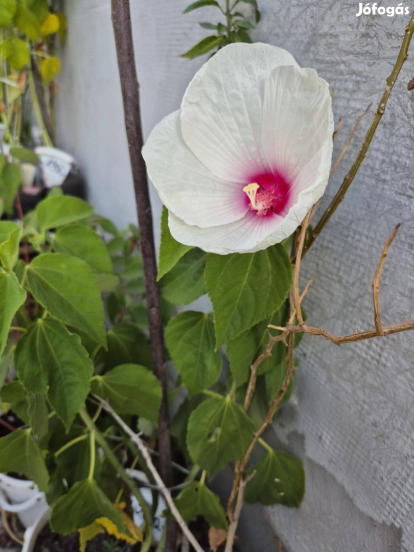 Mocsári hibiszkusz írisz,fólia,paradicsom,nárcisz,tulipán,li