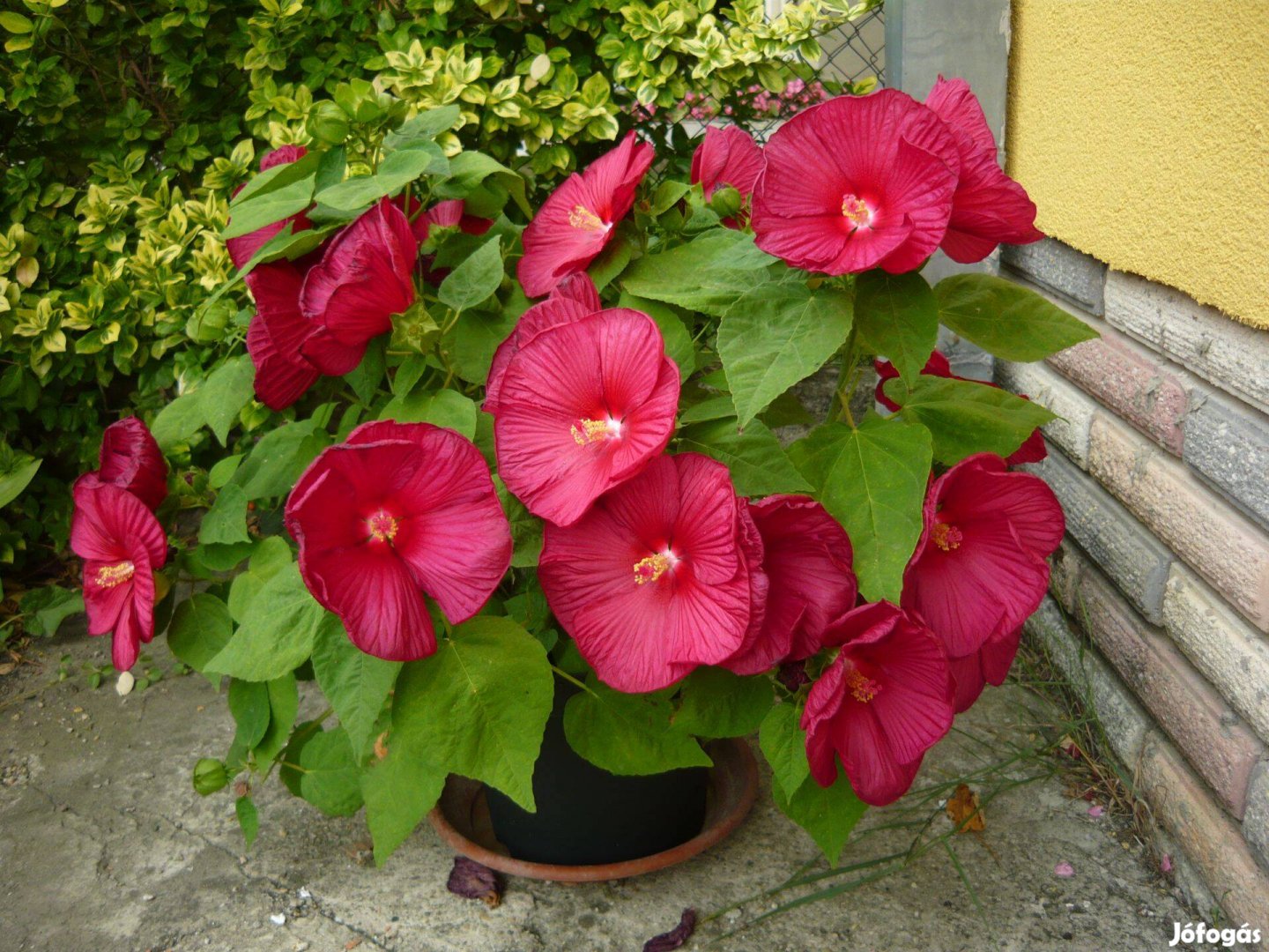 Mocsári hibiszkusz magok a képeken látható színekben