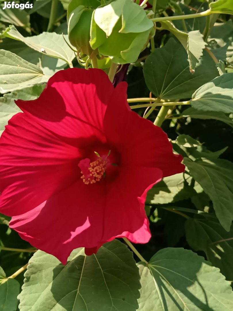 Mocsári hibiszkusz palántok