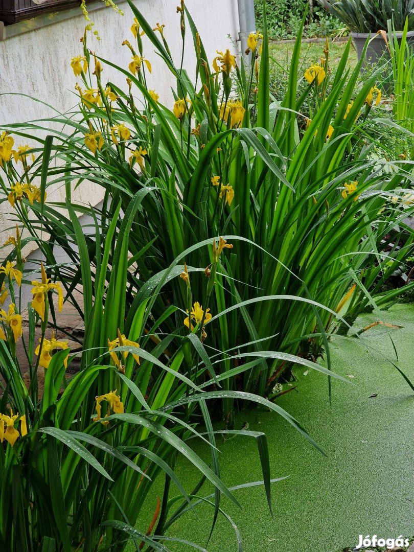 Mocsári nőszirom, sárga írisz (Iris pseudoacorus) tavi növény tövek