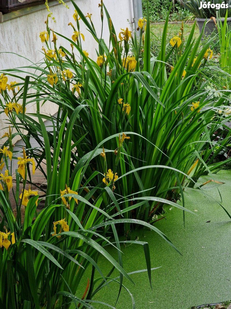 Mocsári nőszirom, sárga írisz (Iris pseudoacorus) tavi növény tövek