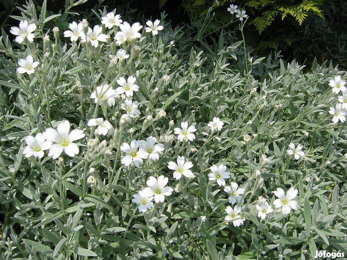 Molyhos madárhúrcerastium tomentosum sziklakerti