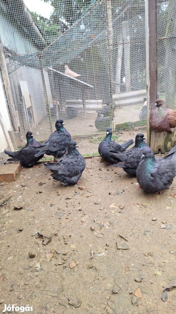 Mondain galamb eladó