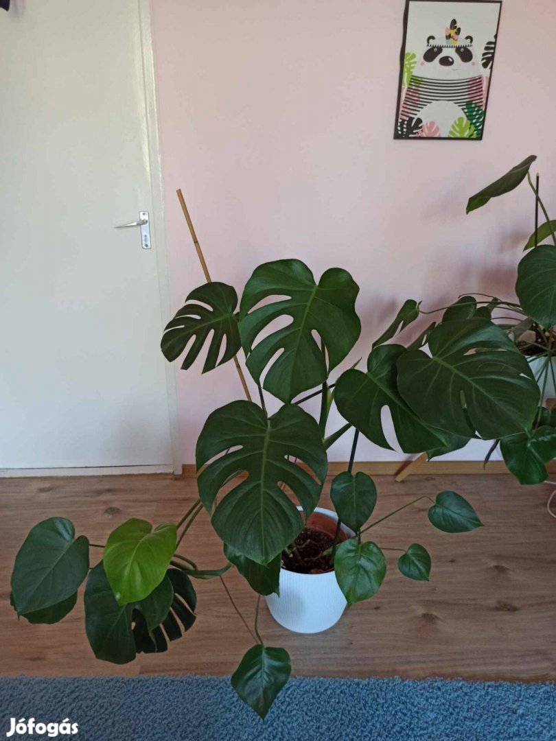 Monstera 2 db eladó Szegeden