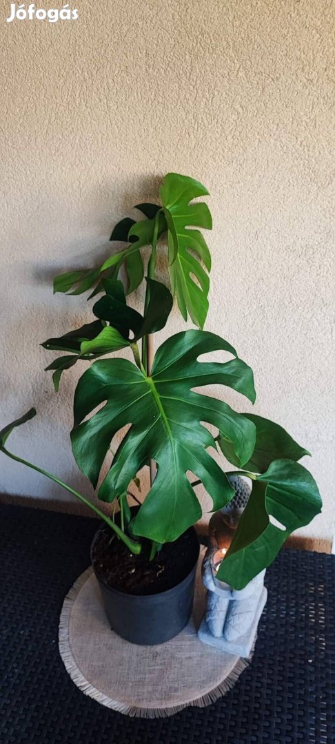 Monstera 75 cm magas . Gyönyörű 