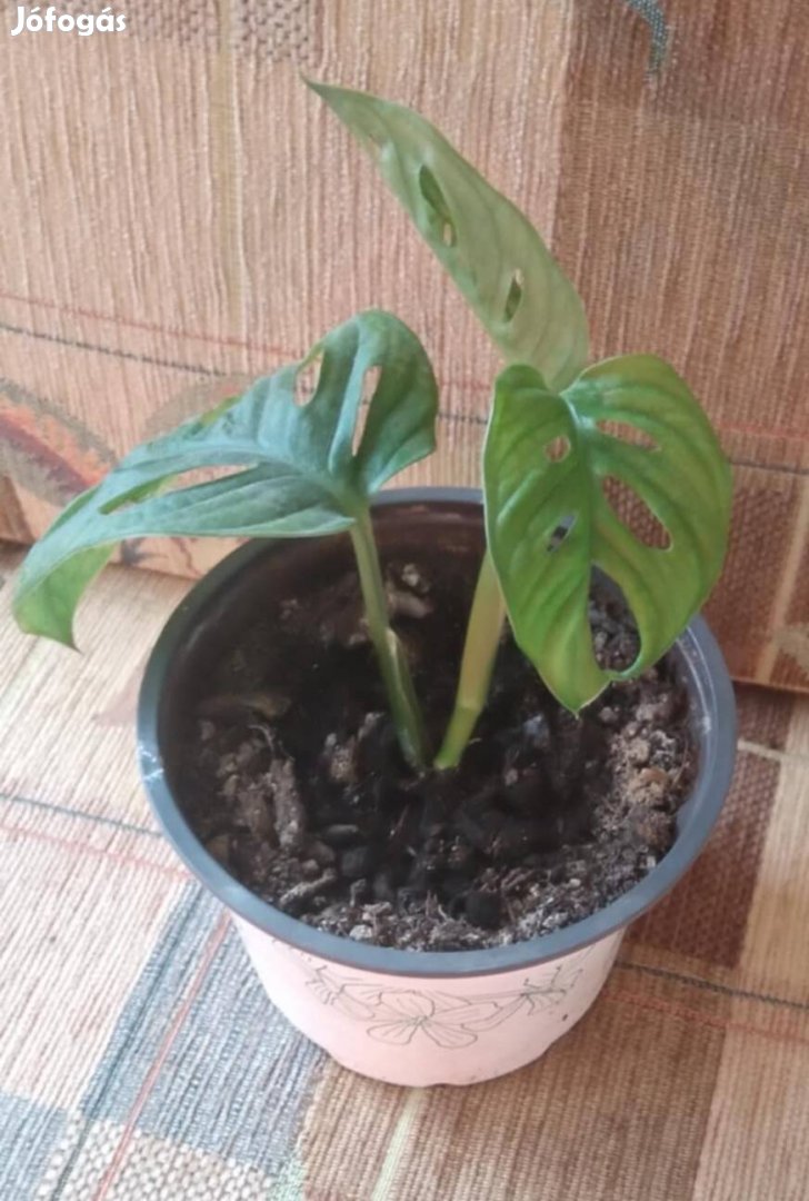 Monstera Adansonii vágatok