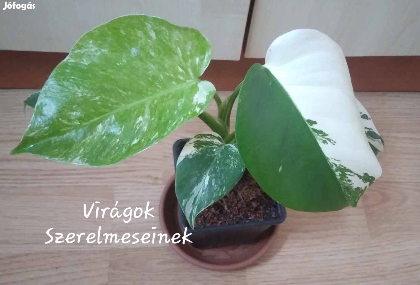 Monstera Albo Variegata