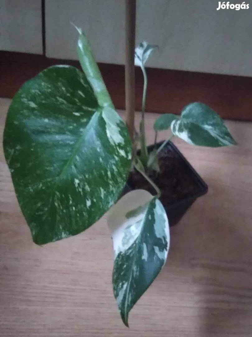 Monstera Albo Variegata