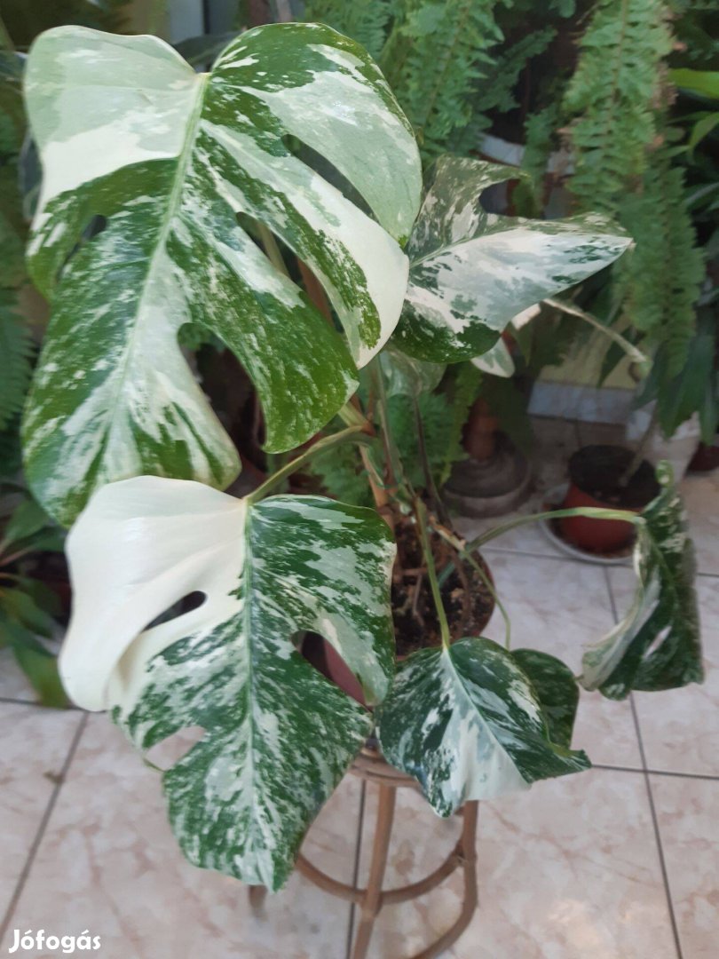 Monstera Albo Variegata eladó