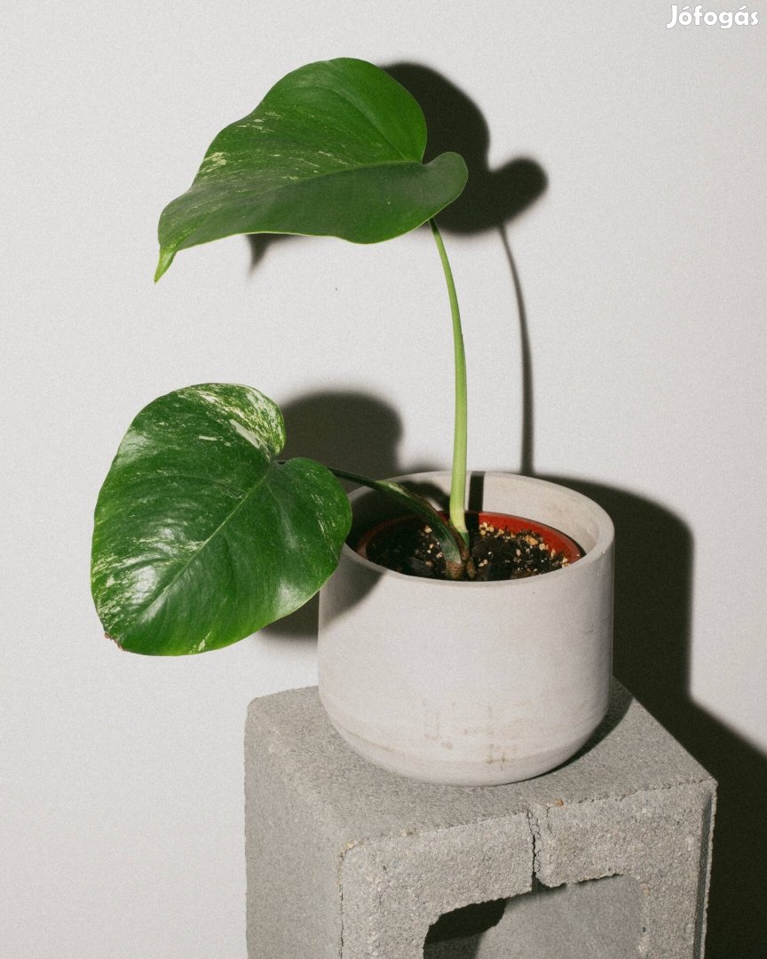 Monstera Deliciosa Variegata