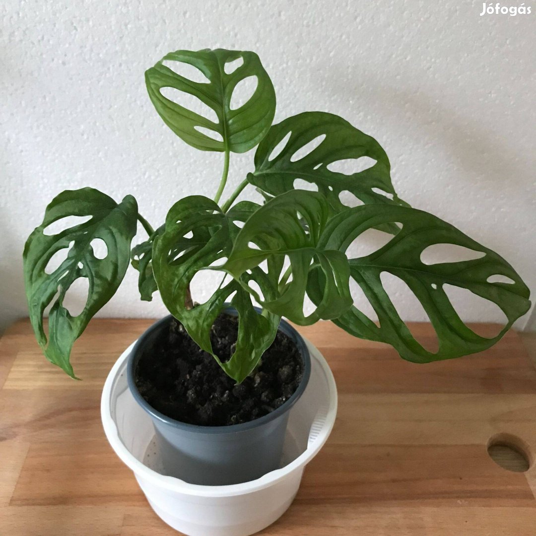 Monstera Monkey Leaf szobanövény