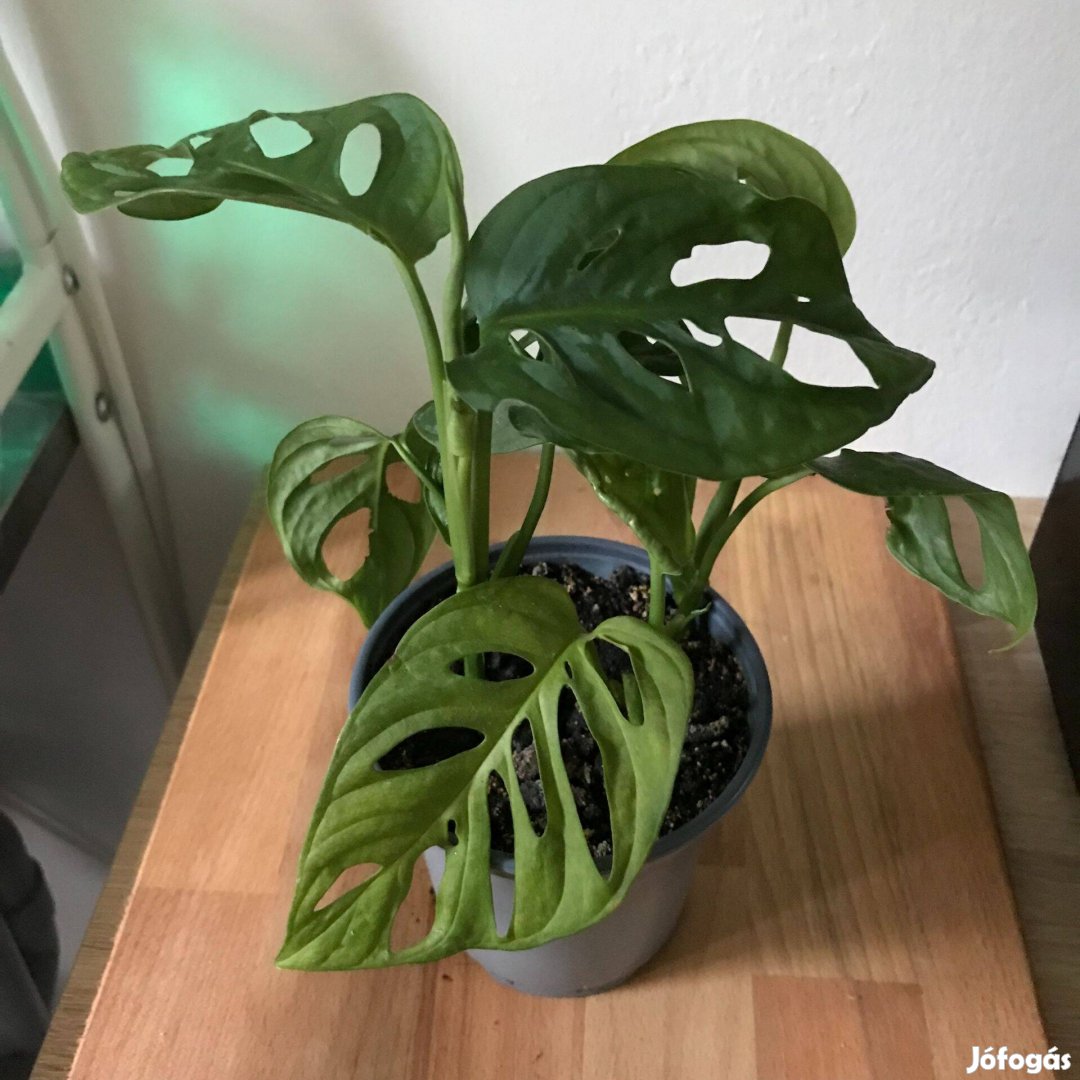 Monstera Monkey Leaf szobanövény