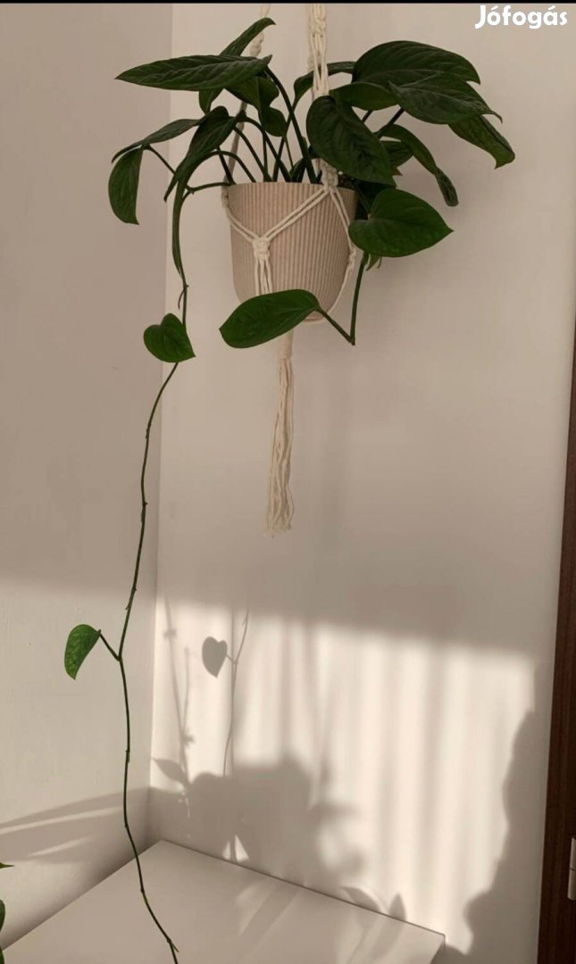 Monstera Peru futónövény