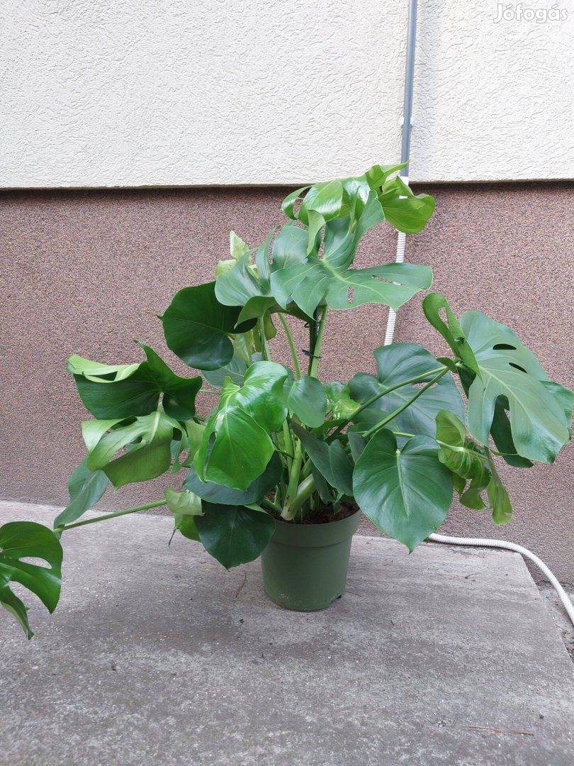 Monstera, könnyezőpálma