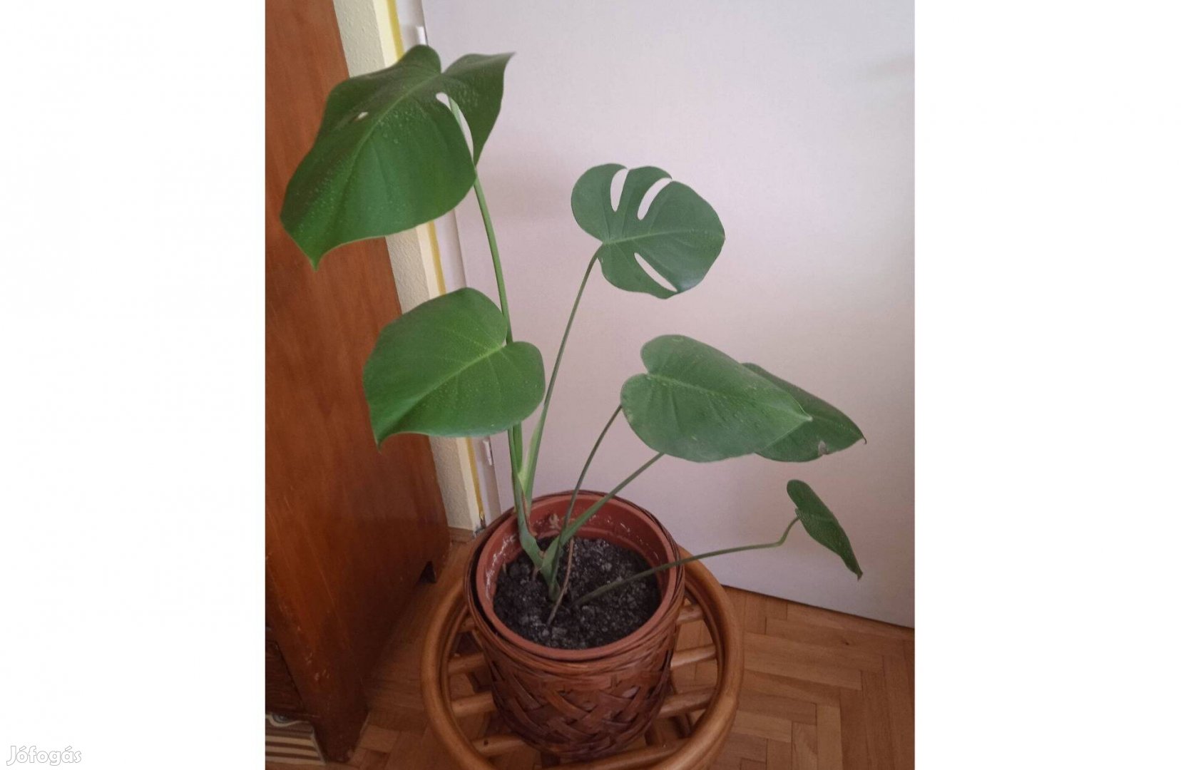 Monstera, könnyezőpálma