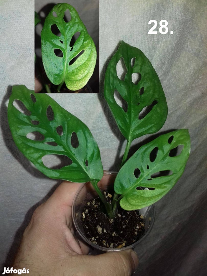 Monstera adansonii 'mint' 28.sz