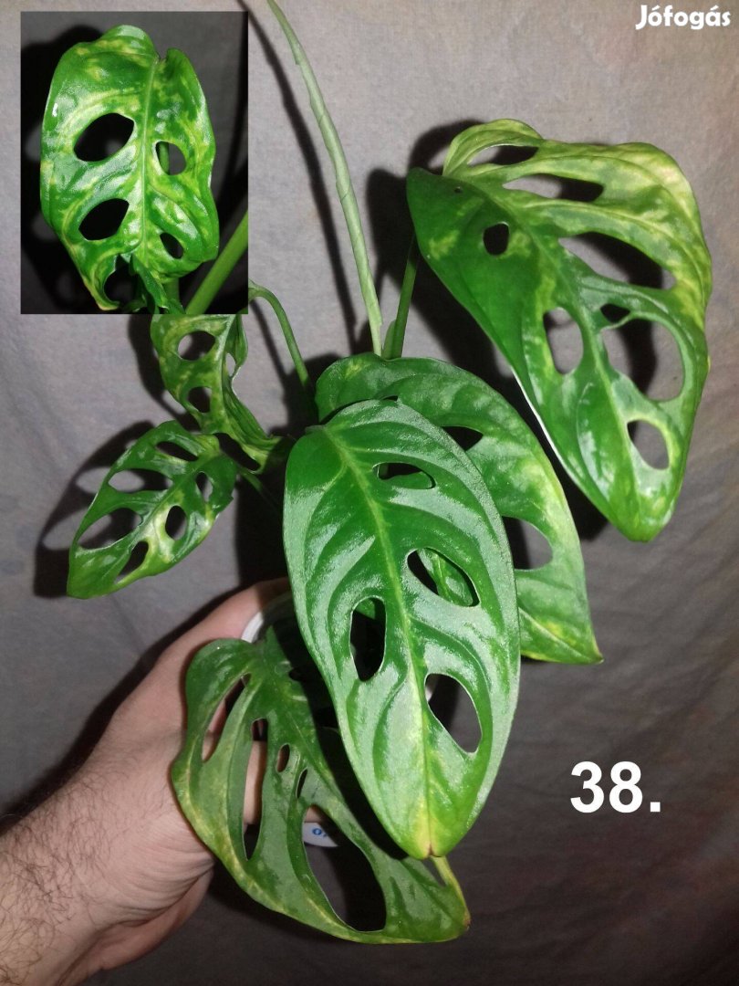 Monstera adansonii aurea 38.sz