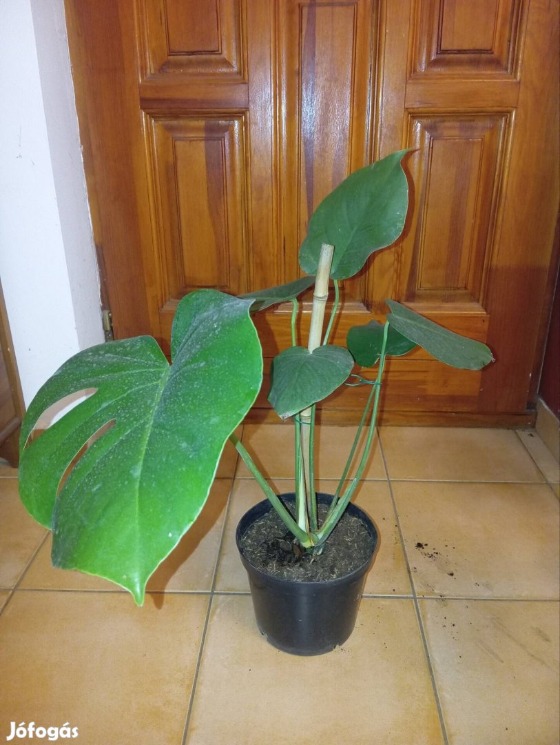 Monstera deliciosa