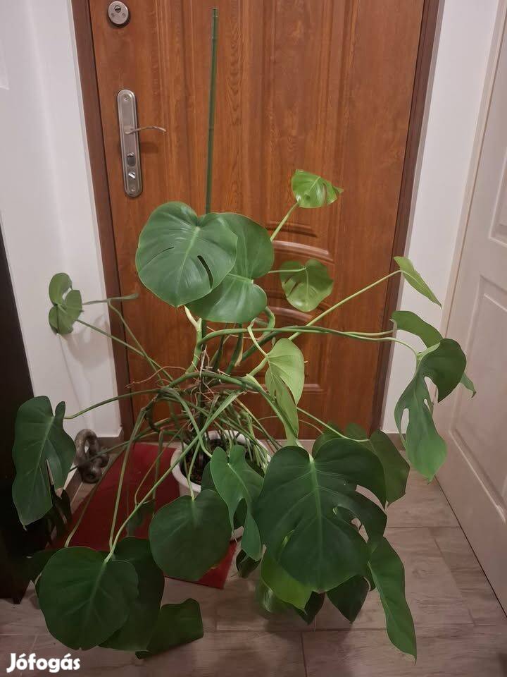 Monstera deliciosa Könnyezőpálma