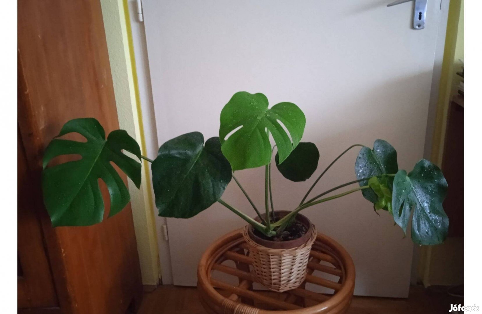 Monstera deliciosa - Könnyezőpálma