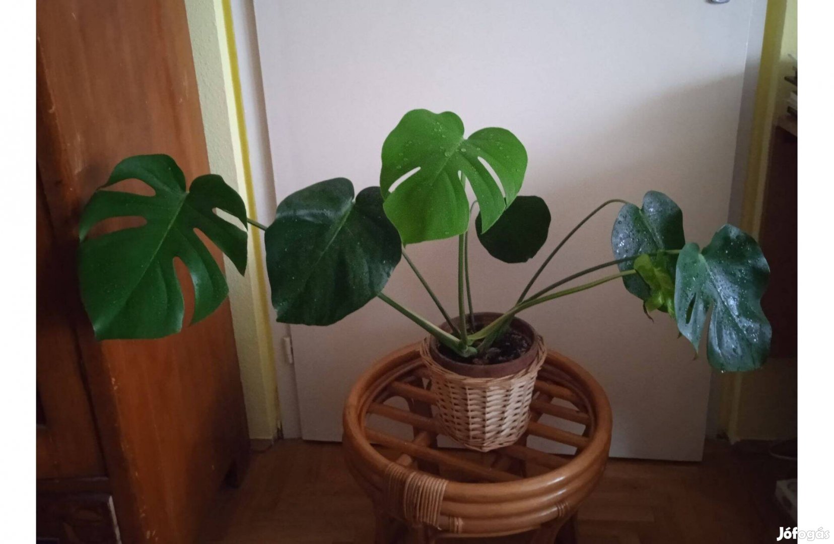 Monstera deliciosa - Könnyezőpálma, nagy