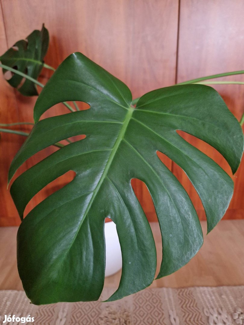 Monstera deliciosa - nagy méretű szobanövény