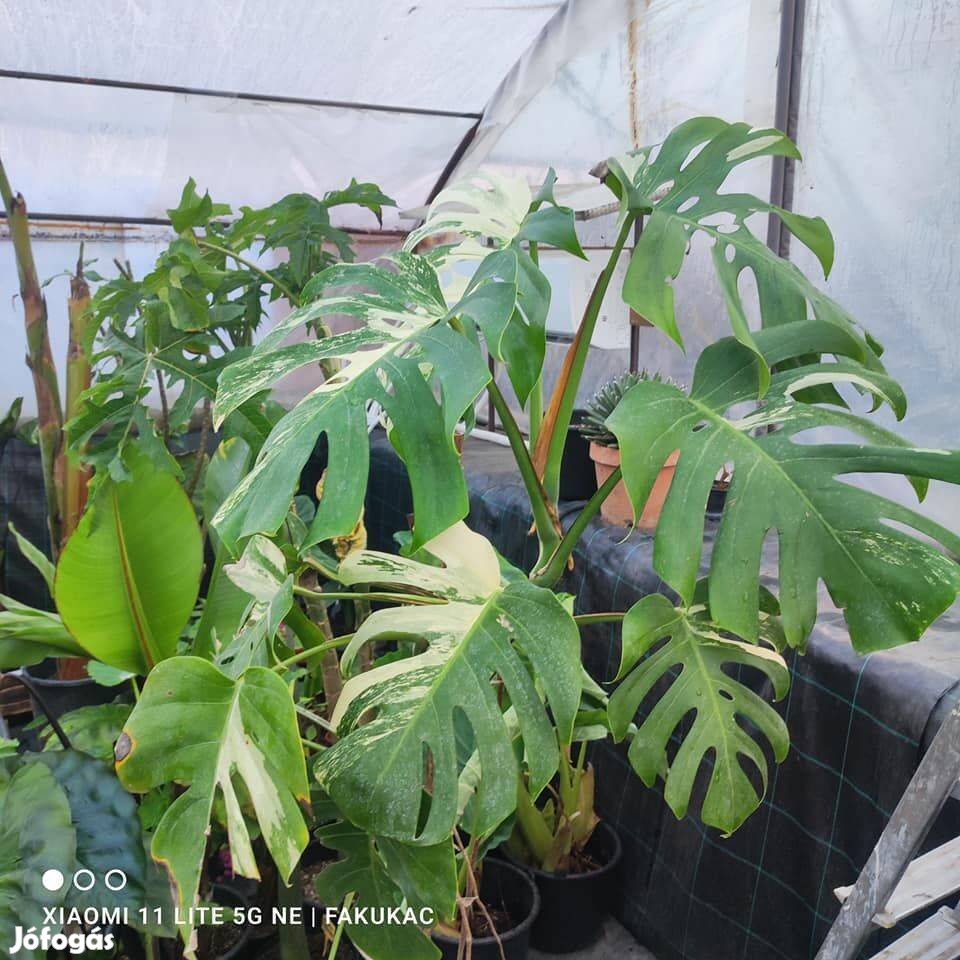 Monstera delicosa albo variegata növény eladó