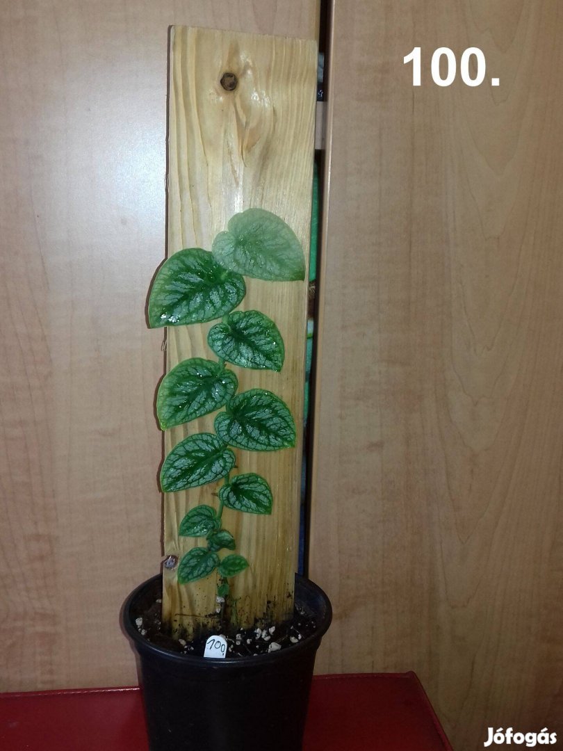 Monstera dubia 100.sz