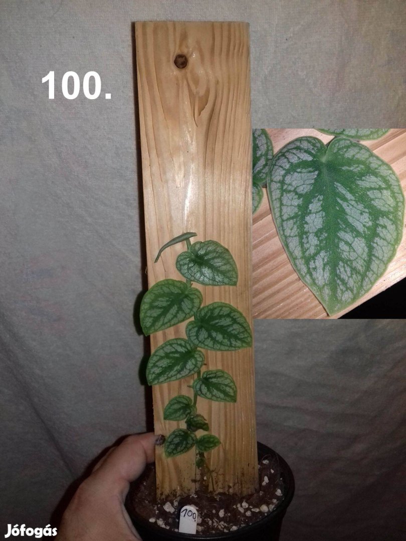 Monstera dubia 100.sz