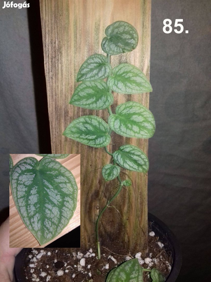 Monstera dubia 85.sz