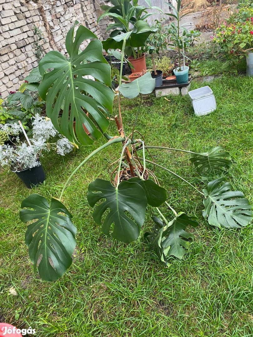 Monstera eladó