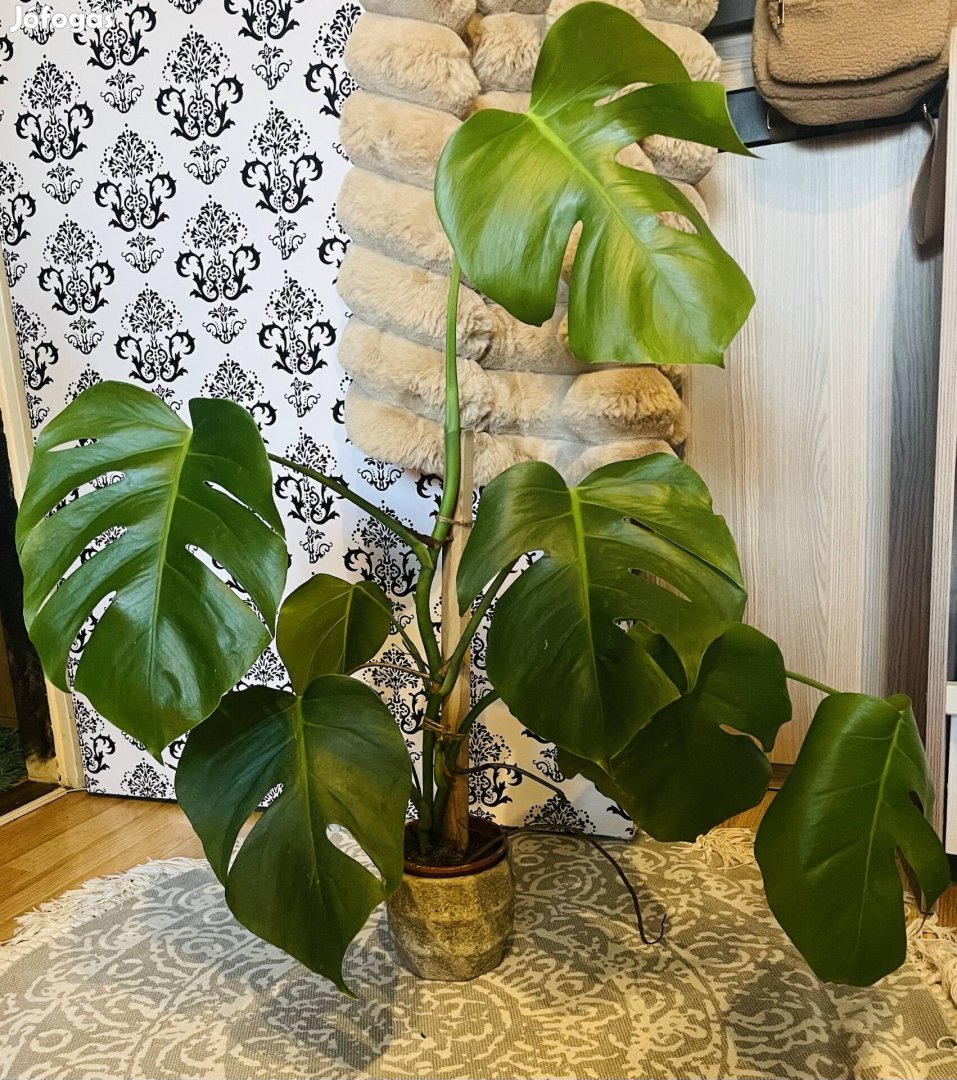 Monstera eladó helyhiány miatt