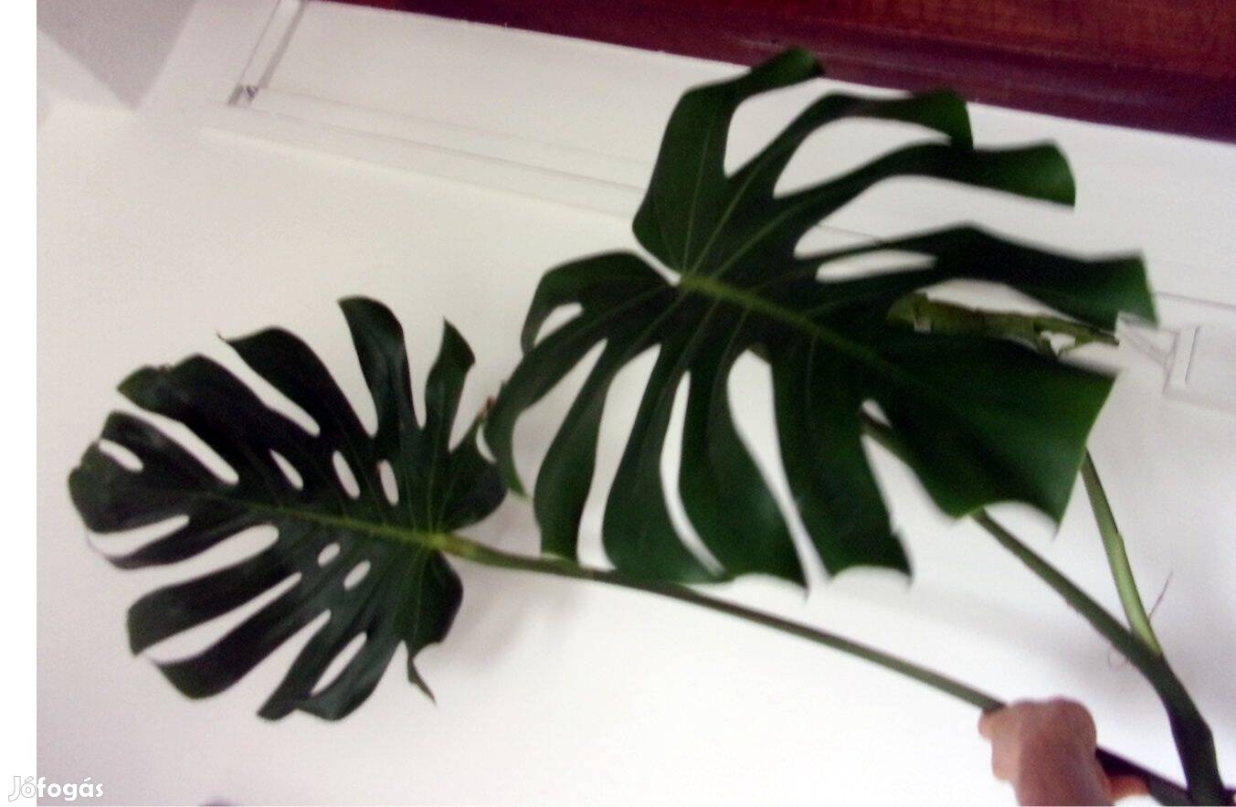 Monstera filodendron könnyezőpálma könnyező pálma nagy leveles