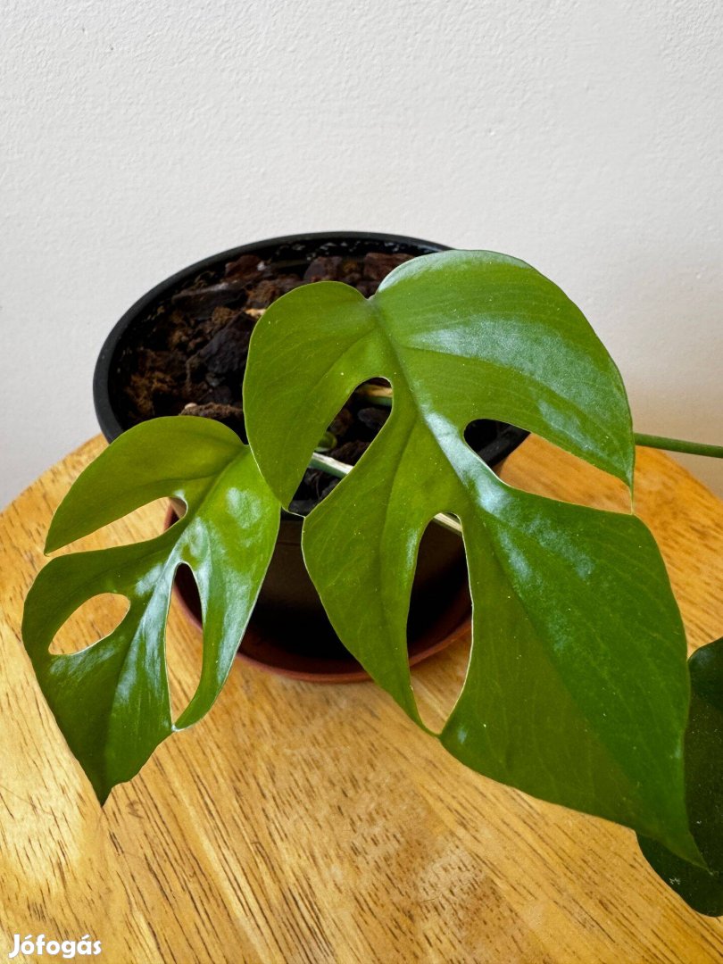 Monstera minima csemete szobanövény növény