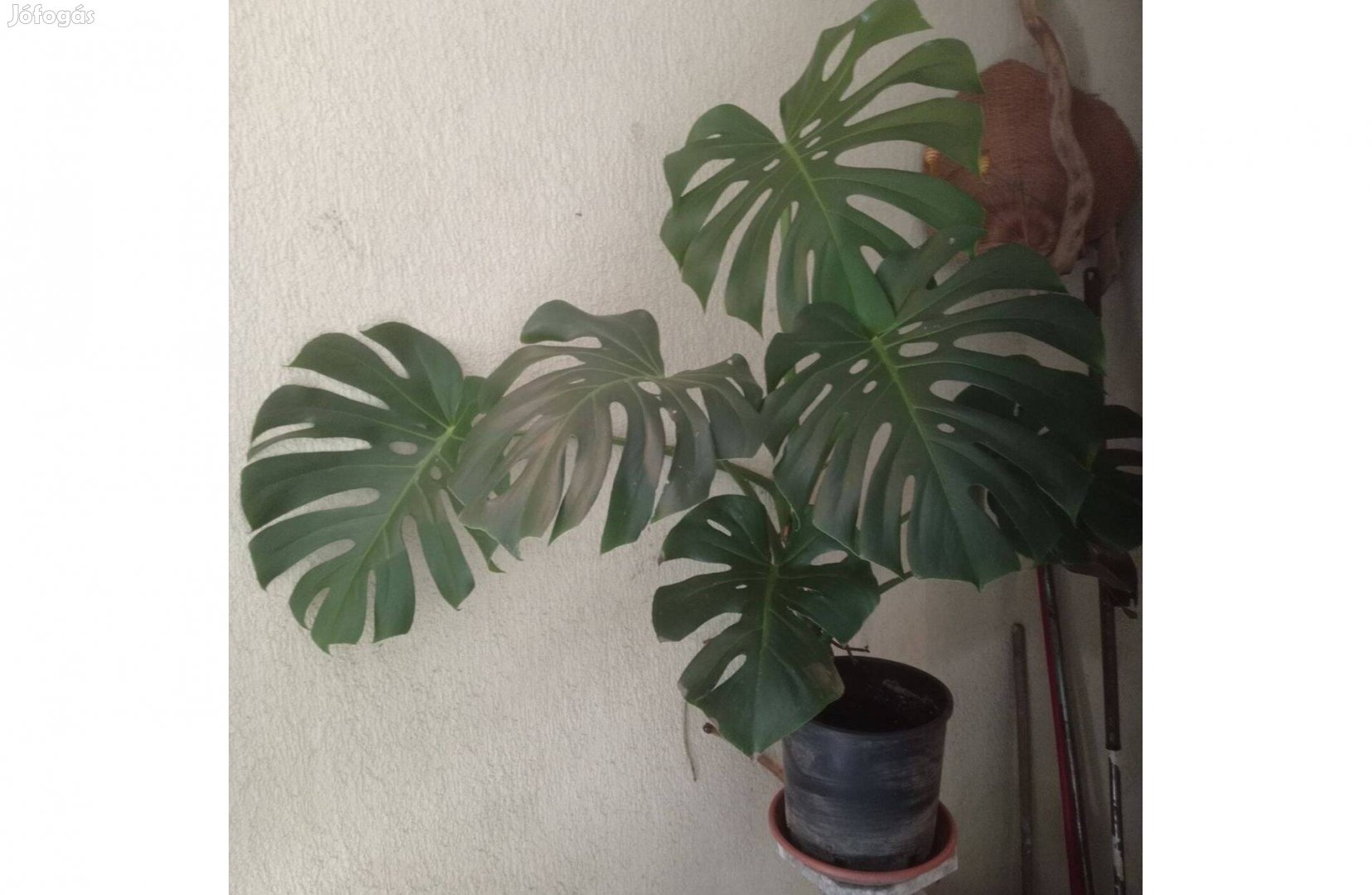 Monstera tő eladó a II. kerületben