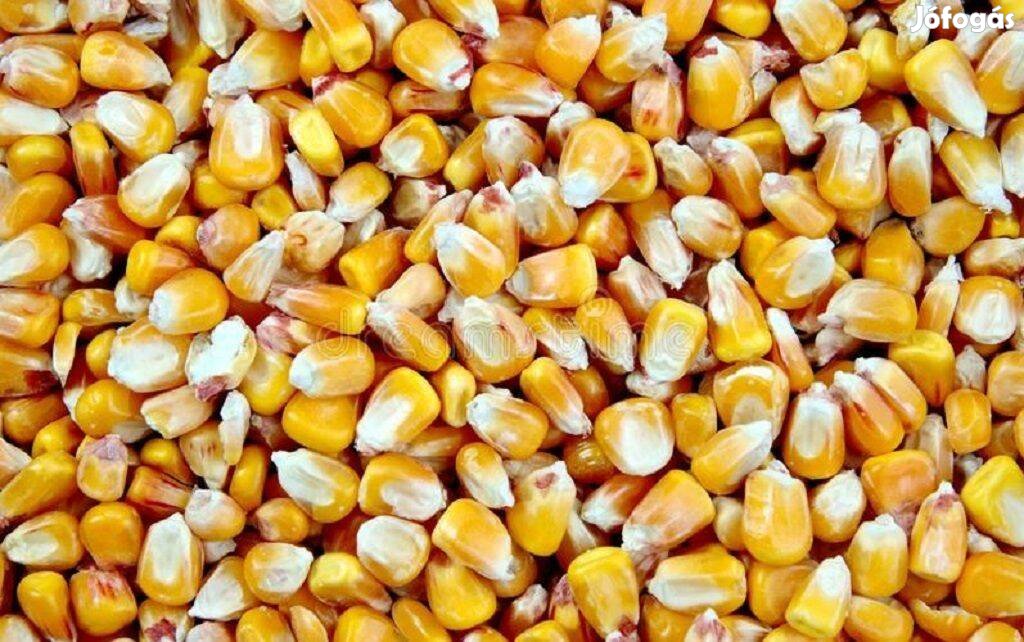 Morzsolt kukorica
