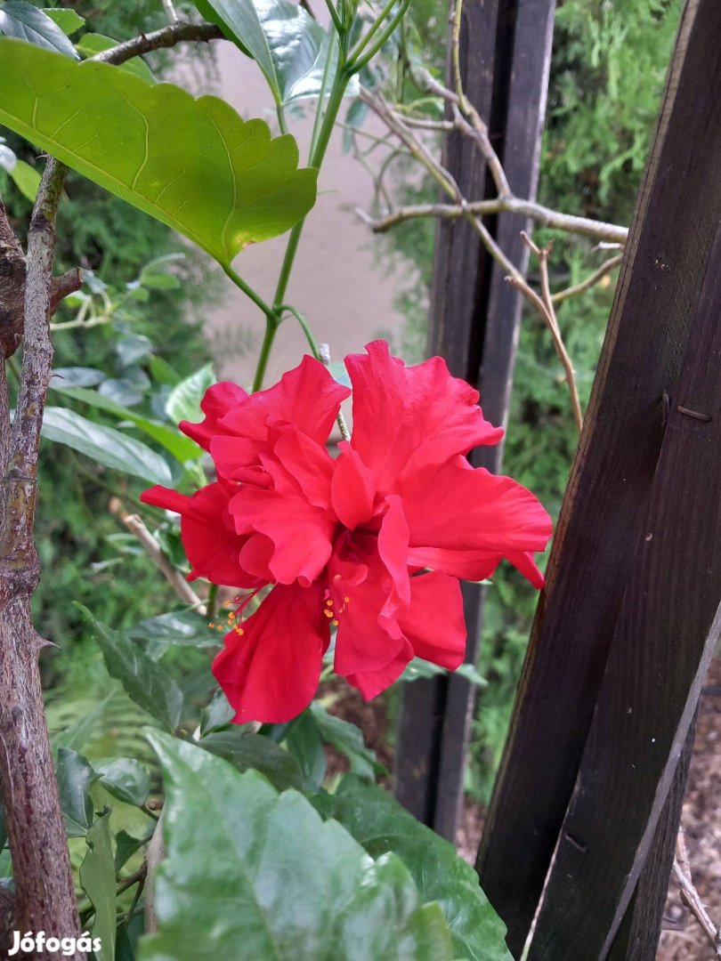 Most bimbós hibiszkusz cserepes