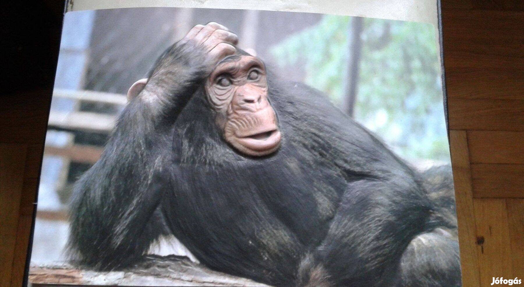 Műanyag 3D-s falikép, csimpánz, majom kép