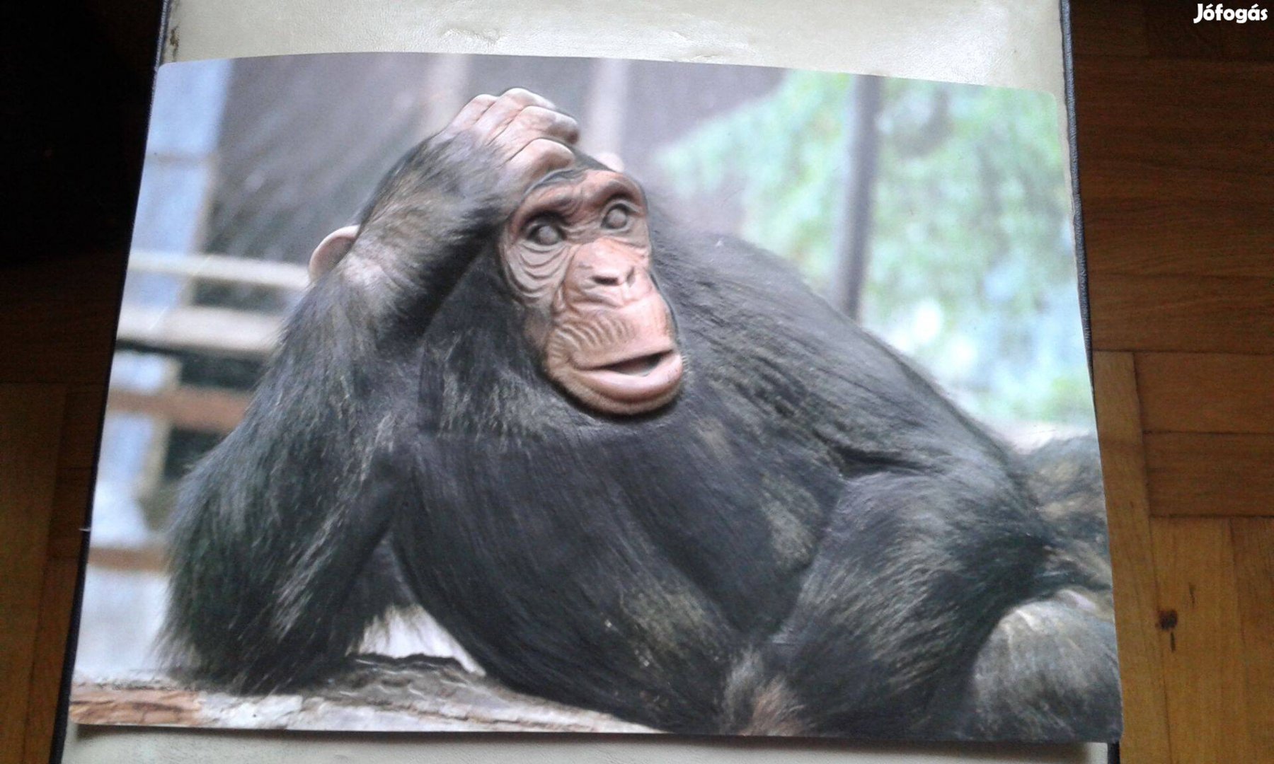 Műanyag falikép, csimpánz majom kép