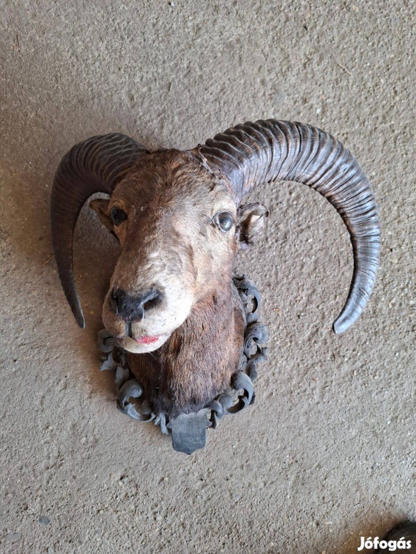 Muflon Trófea